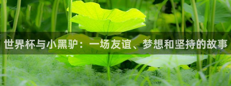 2026世界杯赛:世界杯与小黑驴:一场友谊、梦想和坚持的故事